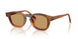 616373 - Tortoise - Brown
