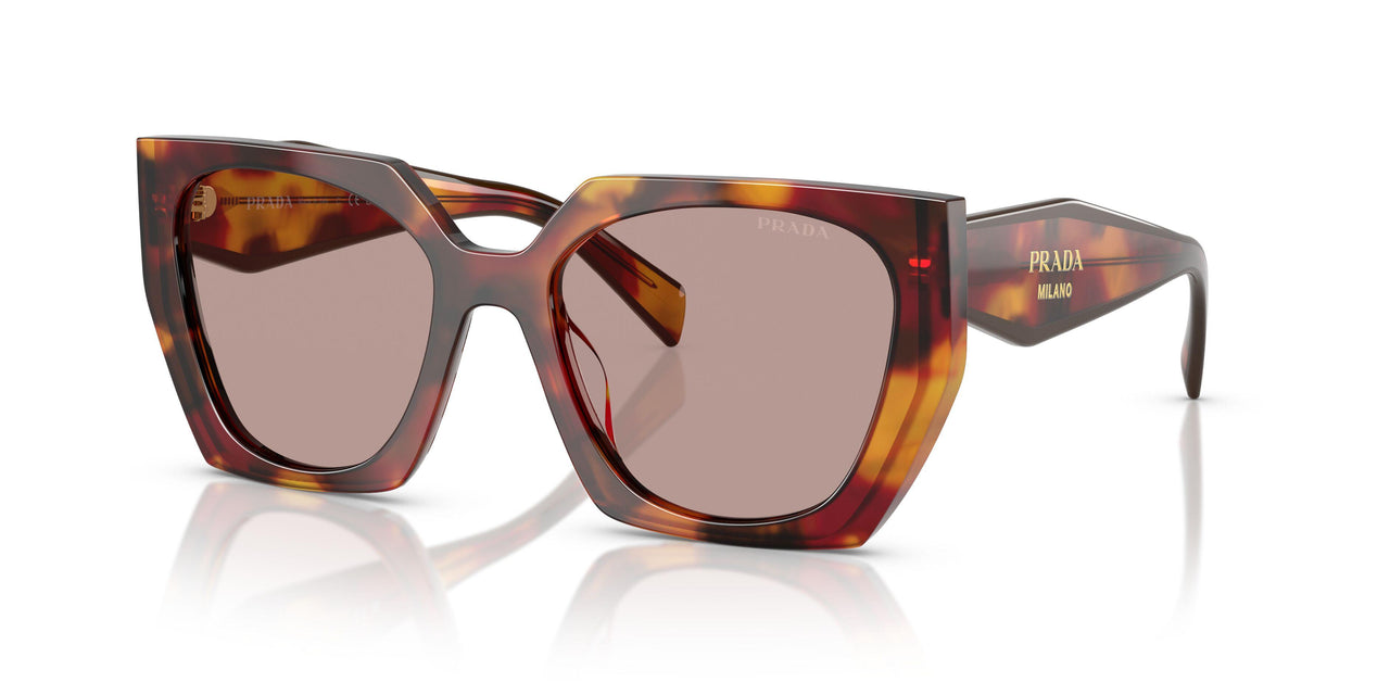 22A20I - Tortoise - Light Purple Brown