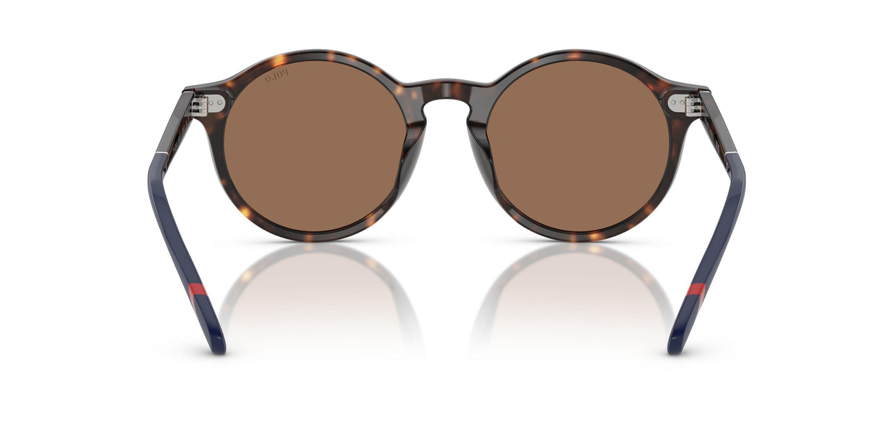 567373 - Tortoise - Dark Brown