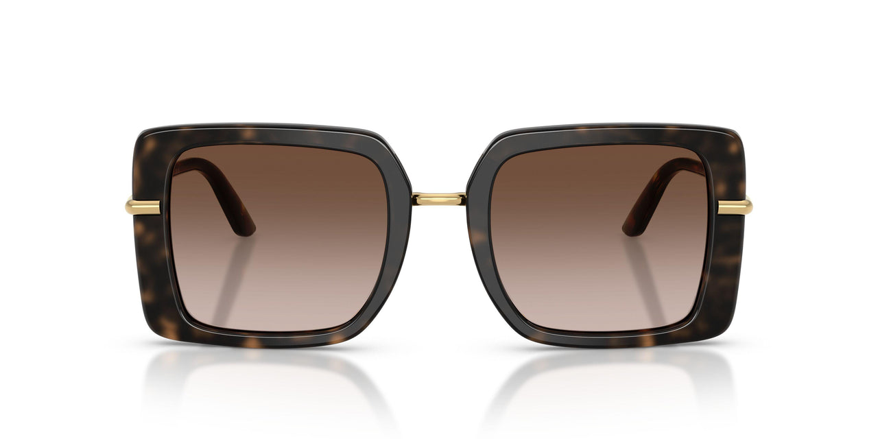 321713 - Tortoise - Brown Gradient