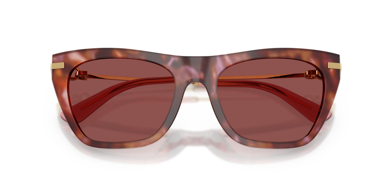 344475 - Tortoise - Dark Violet