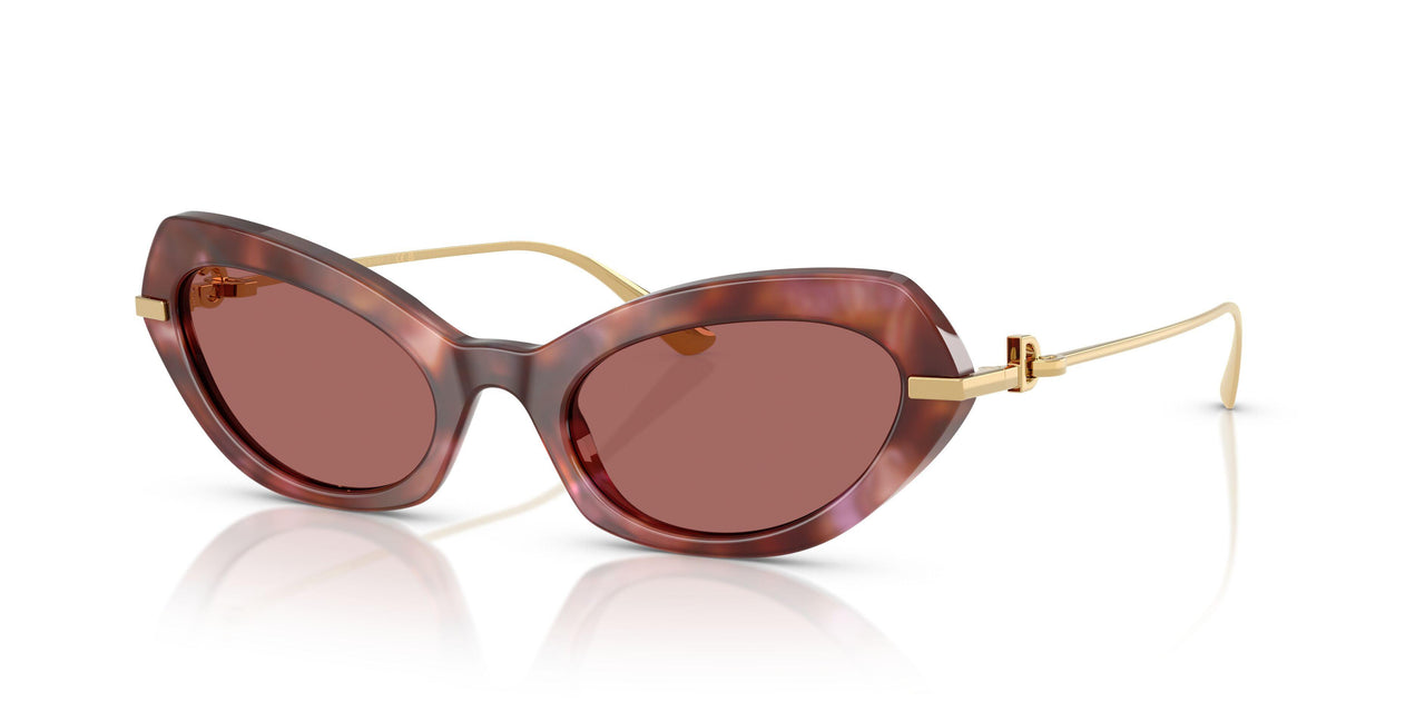 344469 - Tortoise - Dark Violet