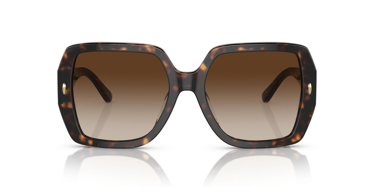172813 - Tortoise - Brown Gradient