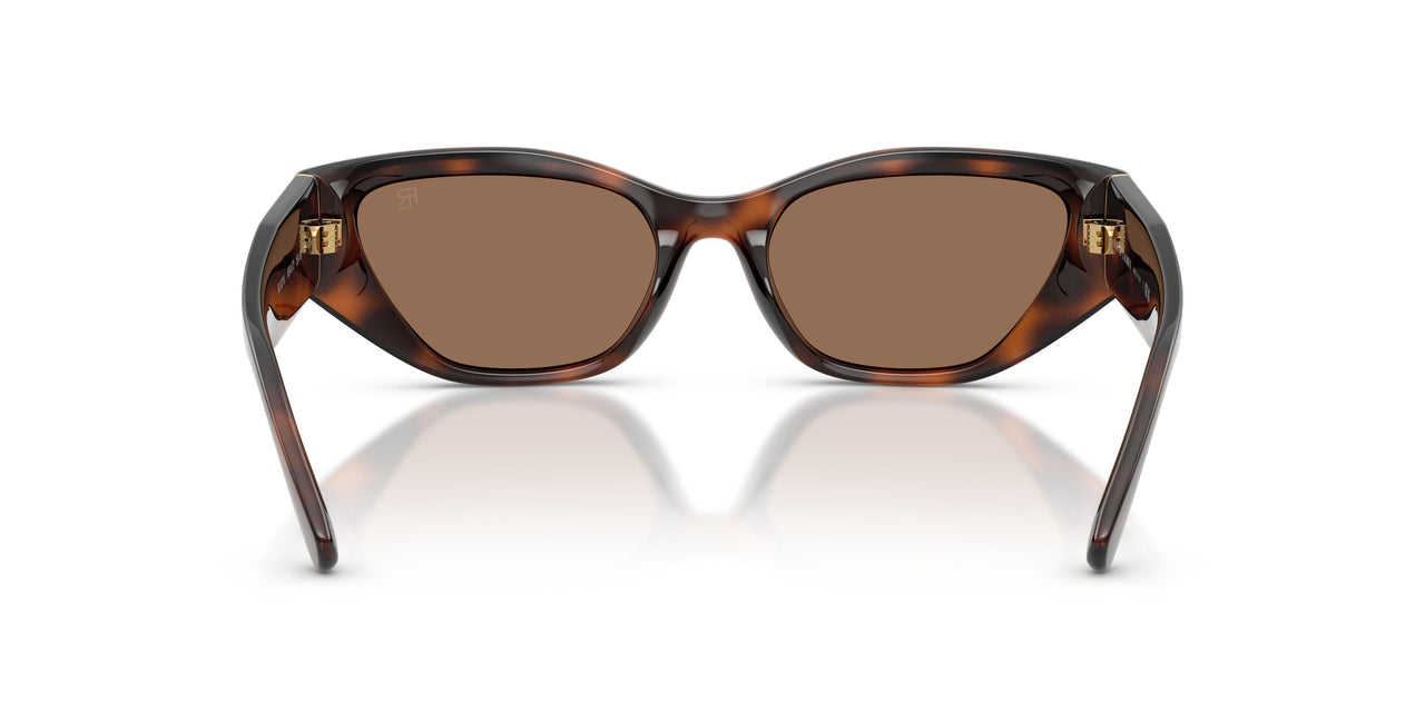 624173 - Tortoise - Brown