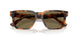 613873 - Tortoise - Brown