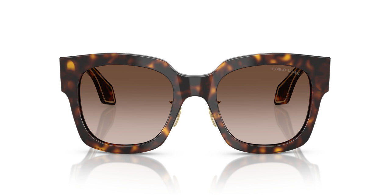 502613 - Tortoise - Gradient Brown