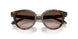 612413 - Tortoise - Brown Gradient