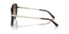 300613 - Tortoise - Brown Gradient