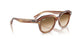 140351 - Tortoise - Clear Gradient Brown