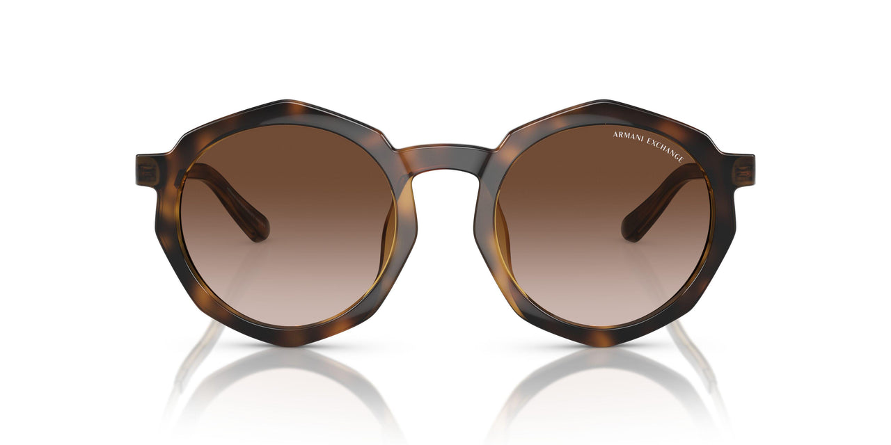 821313 - Tortoise - Gradient Brown