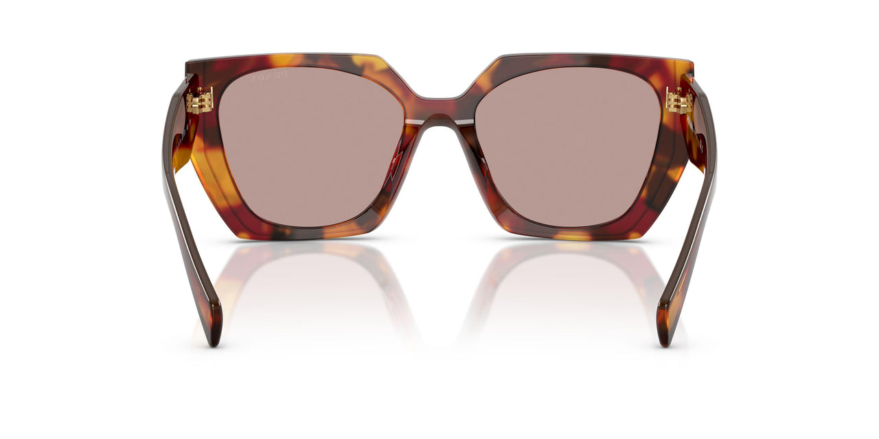 22A20I - Tortoise - Light Purple Brown