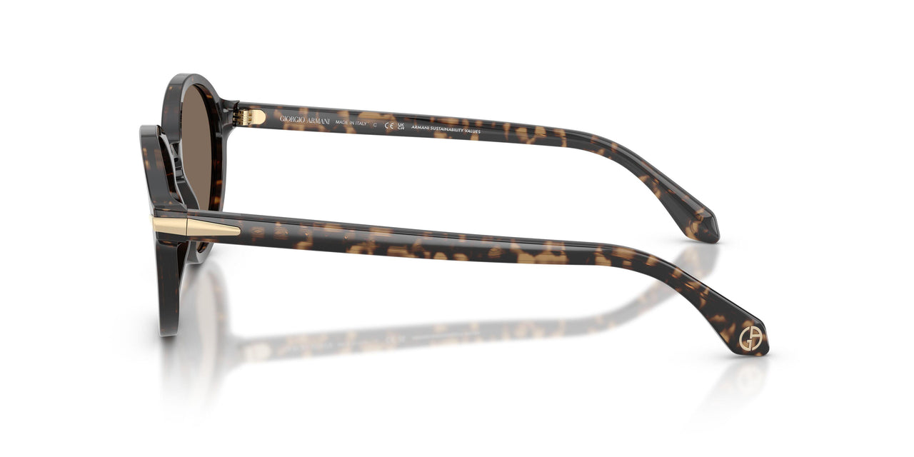 623573 - Tortoise - Dark Brown