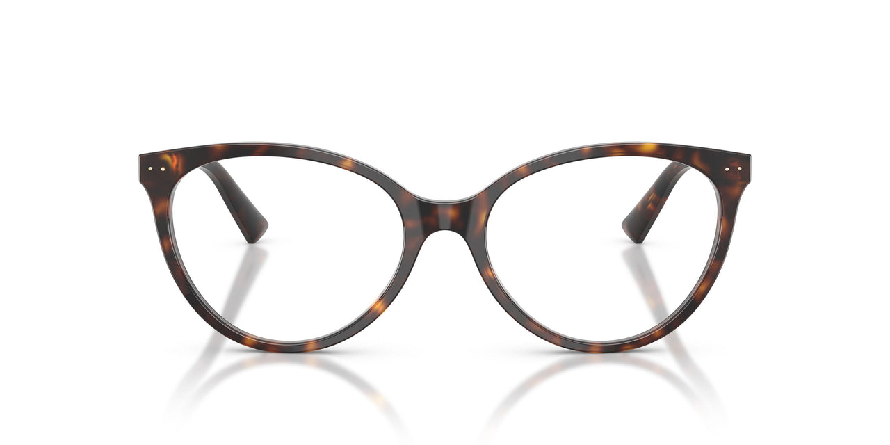 5002 - Tortoise