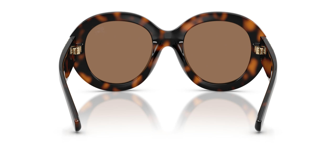 300273 - Tortoise - Brown