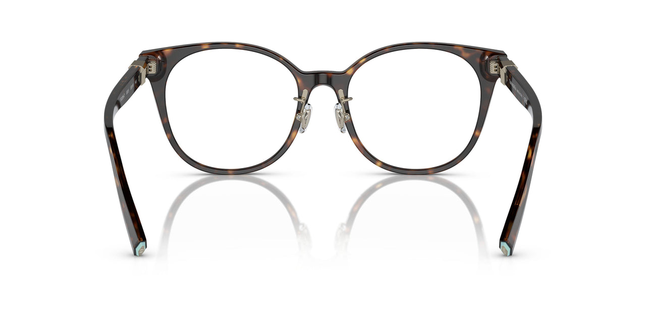 8015 - Tortoise