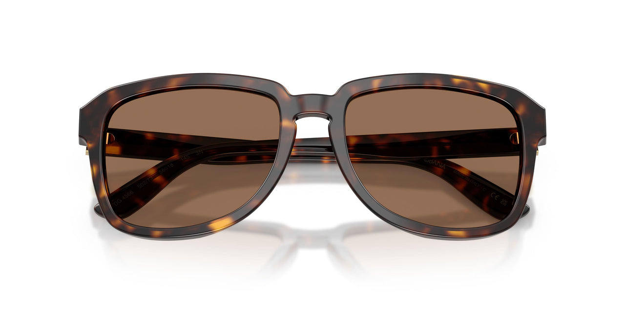 502/73 - Tortoise - Dark Brown