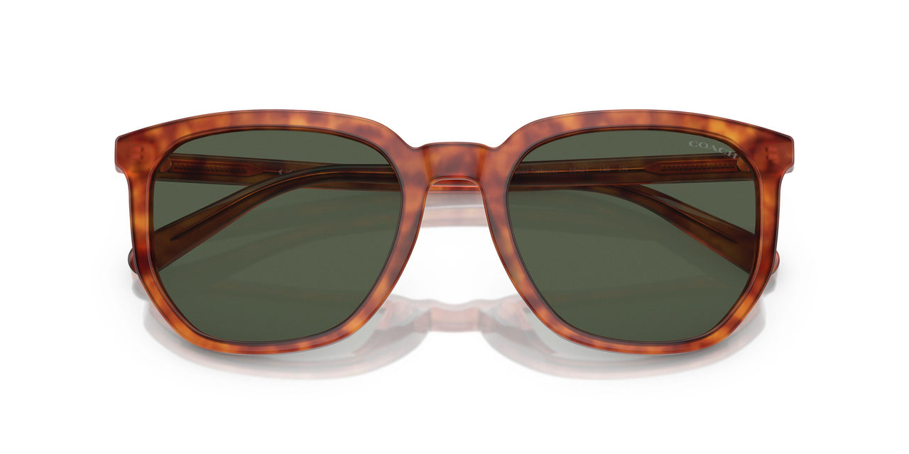 577482 - Tortoise - Green