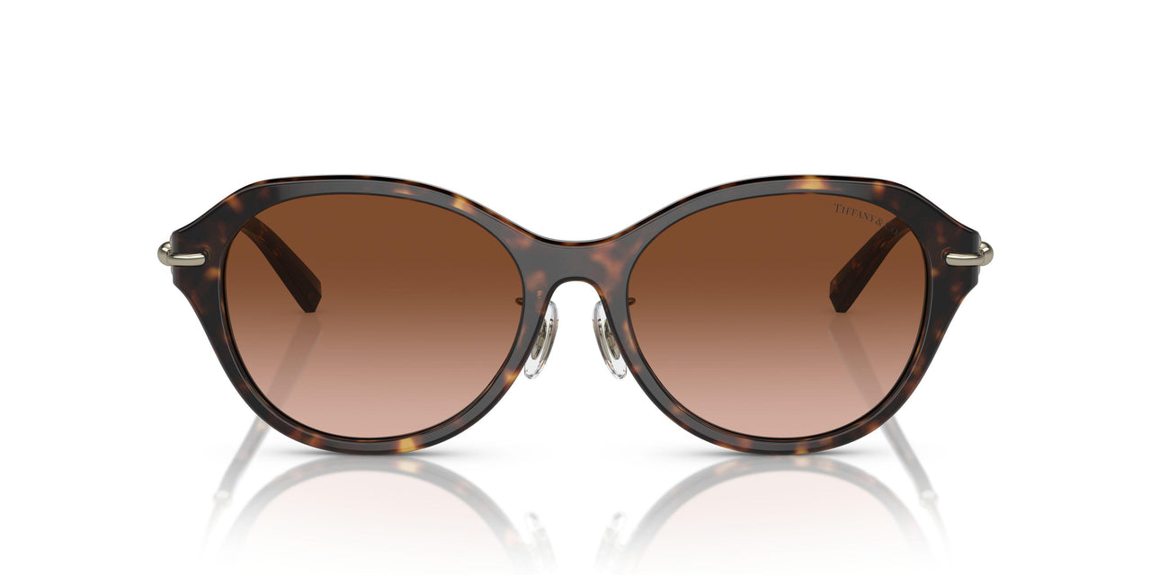 80153B - Tortoise - Brown Gradient