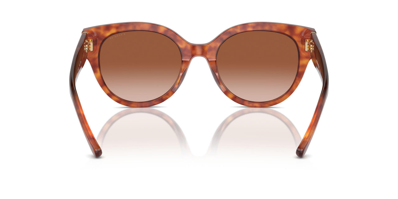 577413 - Tortoise - Brown Gradient