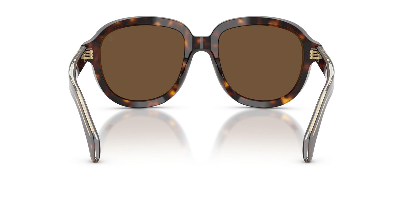 300273 - Tortoise - Brown Solid