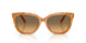 593911 - Tortoise - Olive