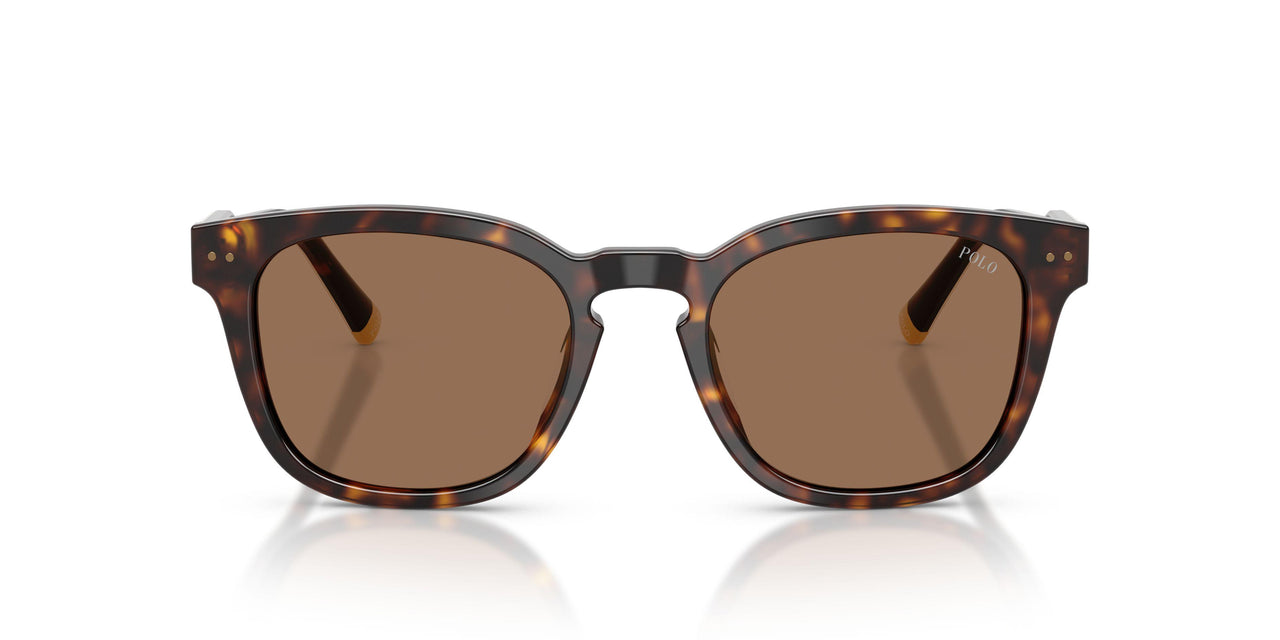 562573 - Tortoise - Dark Brown