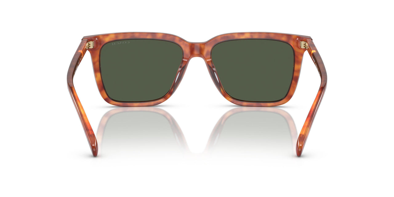577482 - Tortoise - Green
