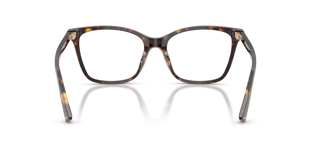 5002 - Tortoise