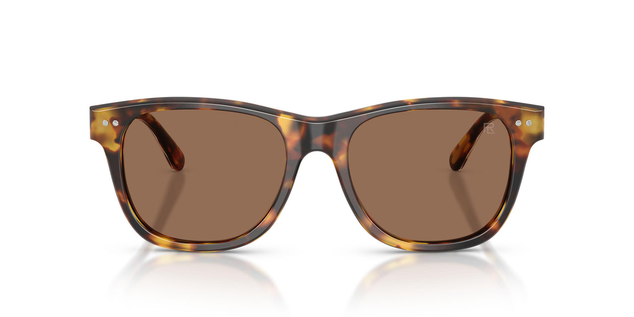513473 - Tortoise - Brown