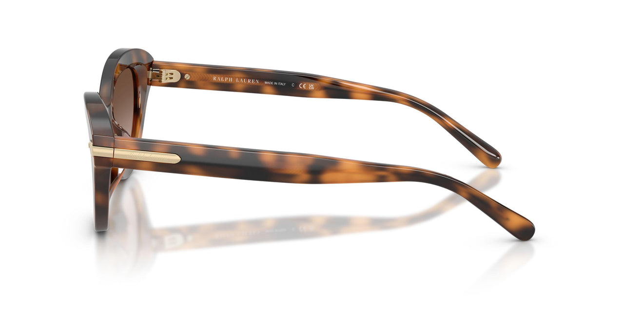 608913 - Tortoise - Gradient Brown