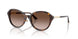 500213 - Tortoise - Gradient Brown