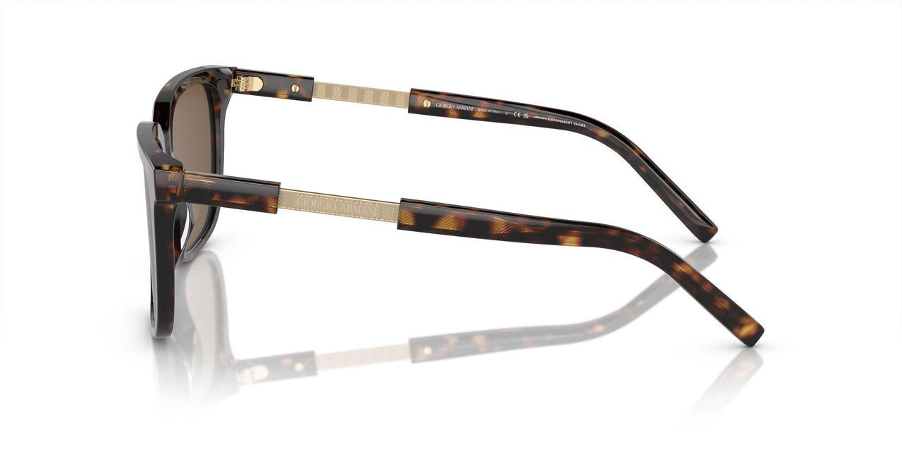 587973 - Tortoise - Dark Brown