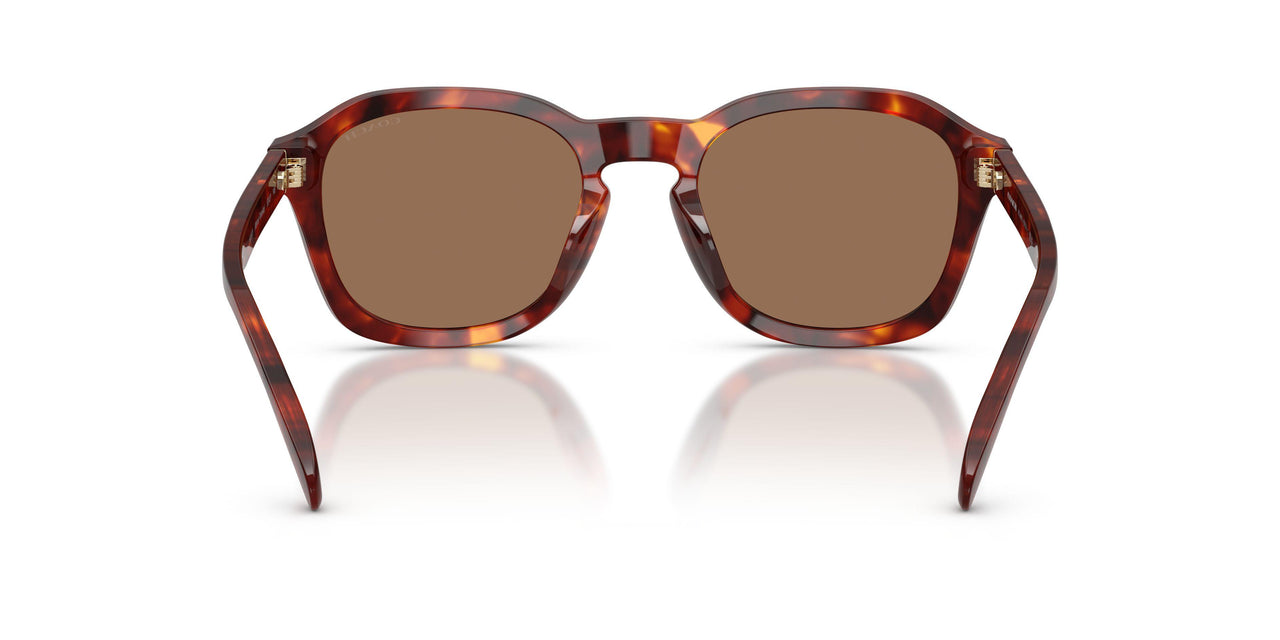 593873 - Tortoise - Brown Solid
