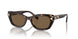 100273 - Tortoise - Dark Brown