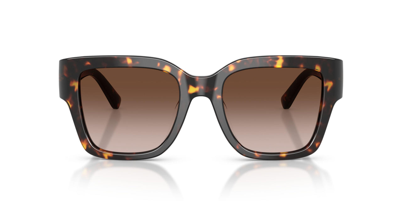 198113 - Tortoise - Brown
