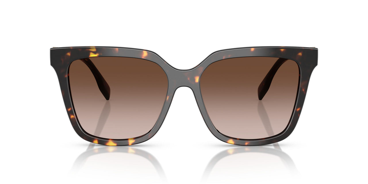 201613 - Tortoise - Brown Gradient
