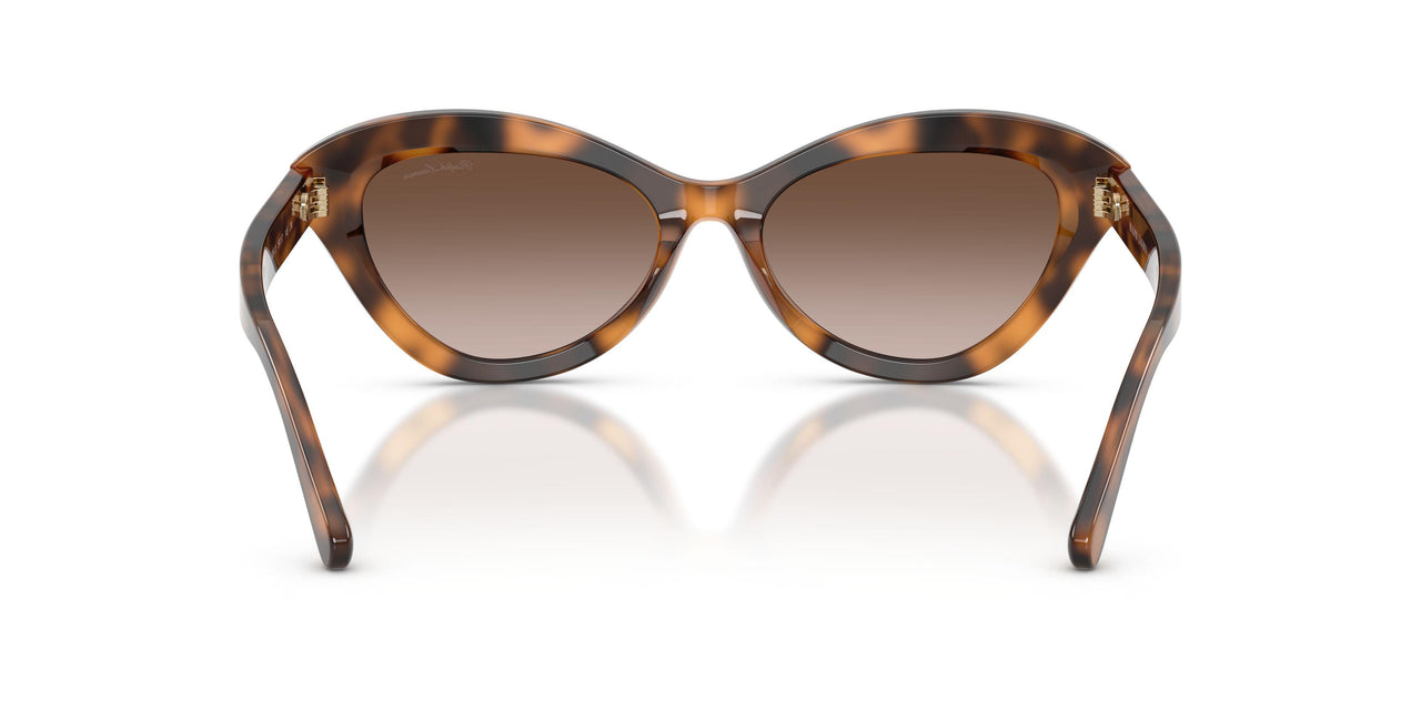 608913 - Tortoise - Gradient Brown