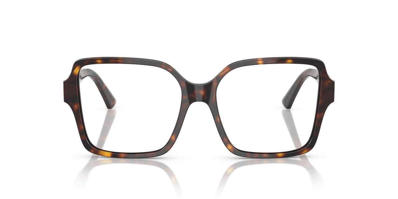 5002 - Tortoise
