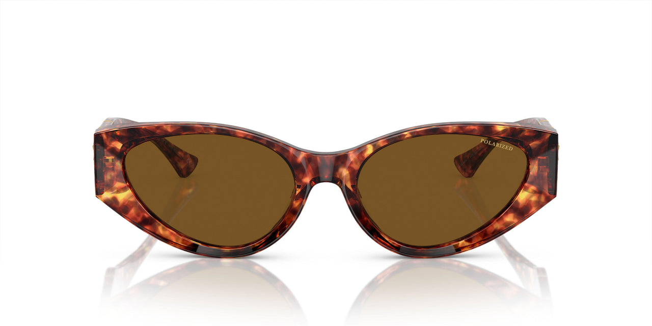 543783 - Tortoise - Dark Brown Polar