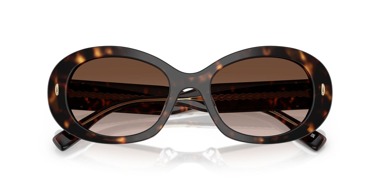 172813 - Tortoise - Brown Gradient
