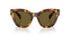 14L09Z - Tortoise - Dark Brown