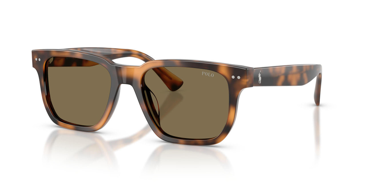 613873 - Tortoise - Brown