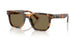 613873 - Tortoise - Brown
