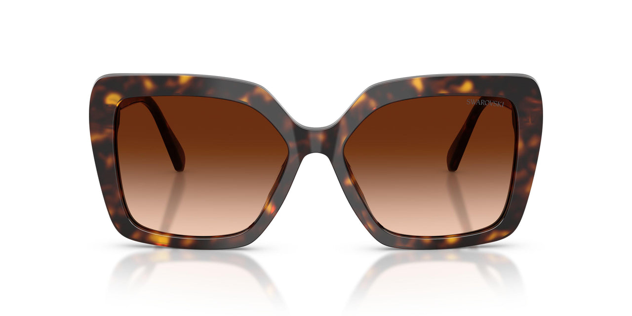 100274 - Tortoise - Brown Gradient