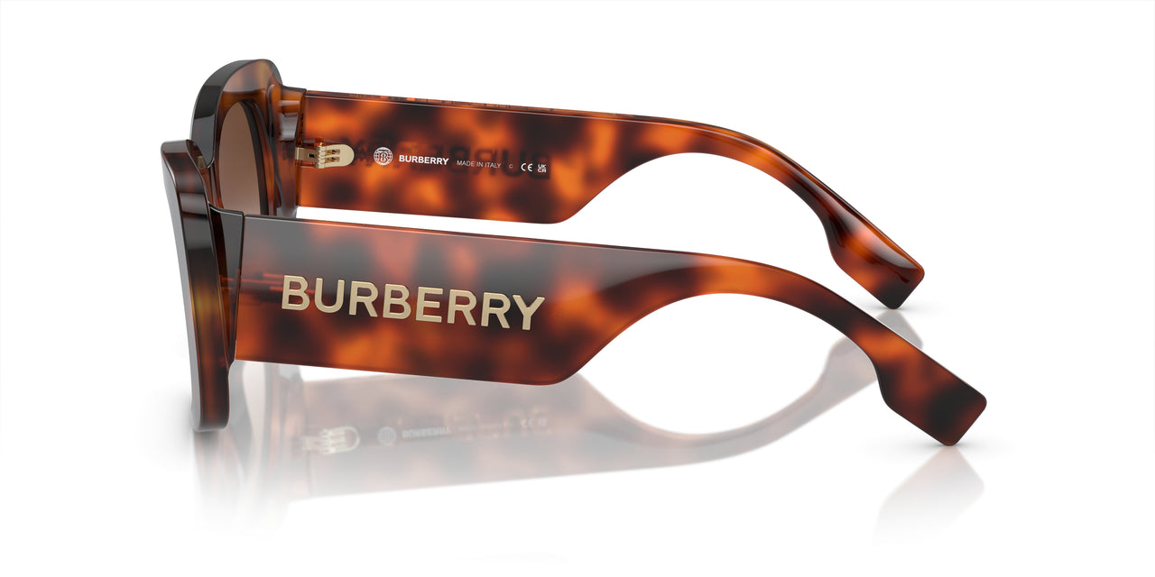 331613 - Tortoise - Brown Gradient