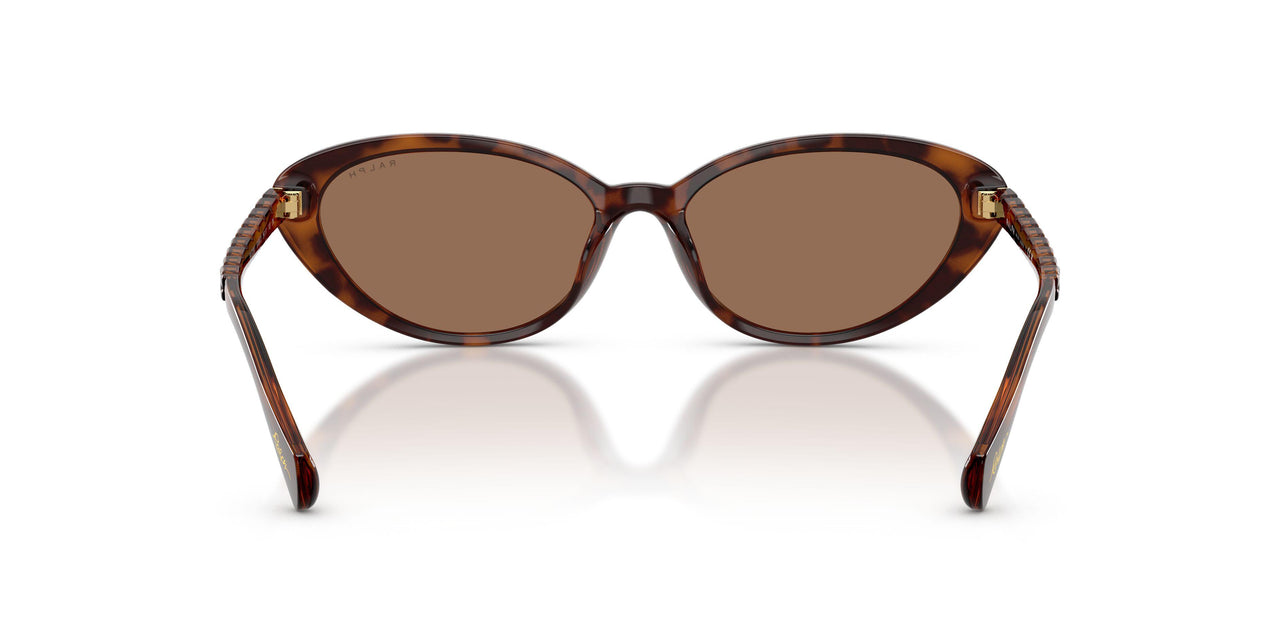 614913 - Tortoise - Brown