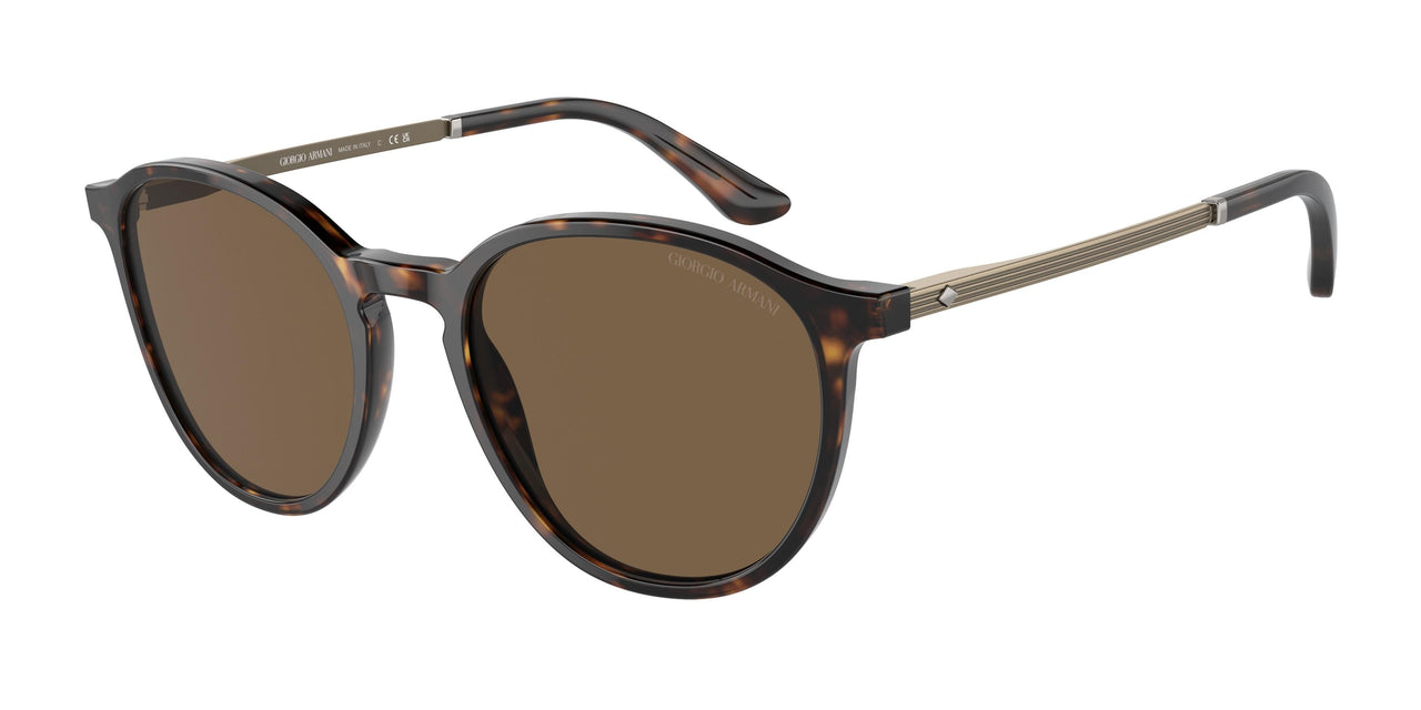502673 - Tortoise - Dark Brown