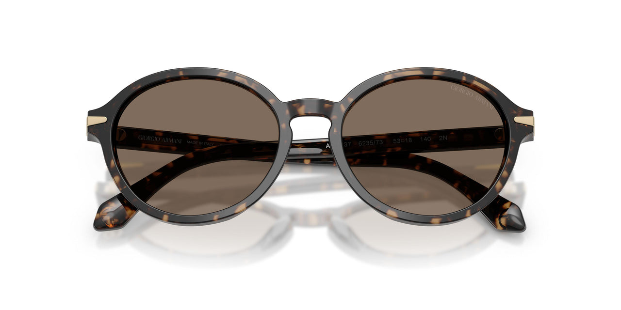 623573 - Tortoise - Brown