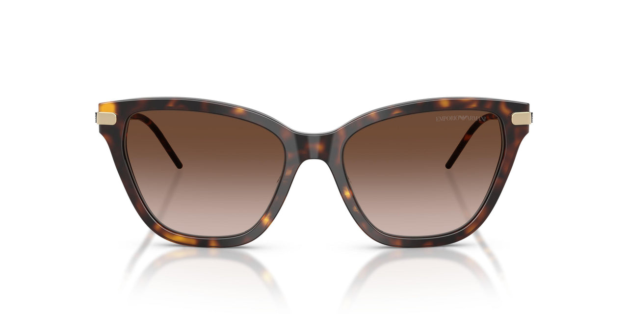 502613 - Tortoise - Brown Gradient