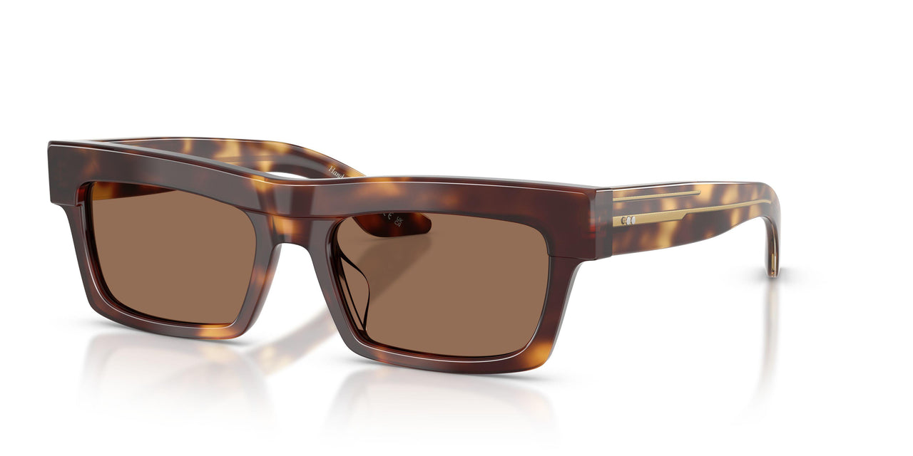 100773 - Tortoise - Brown